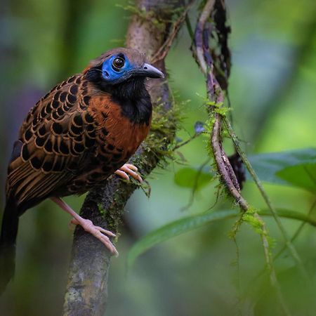 Serenity Rainforest Condos ラ・フォルトゥナ エクステリア 写真